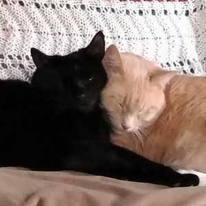 Meet your Posher, Charles